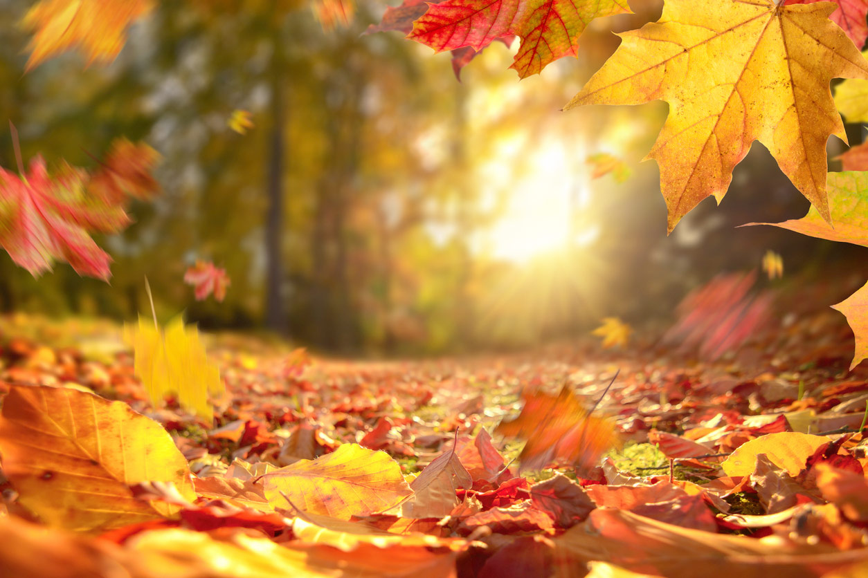 otoño-4